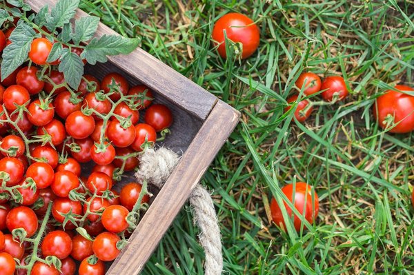 Réussir la culture de tomate cerises en 6 étapes